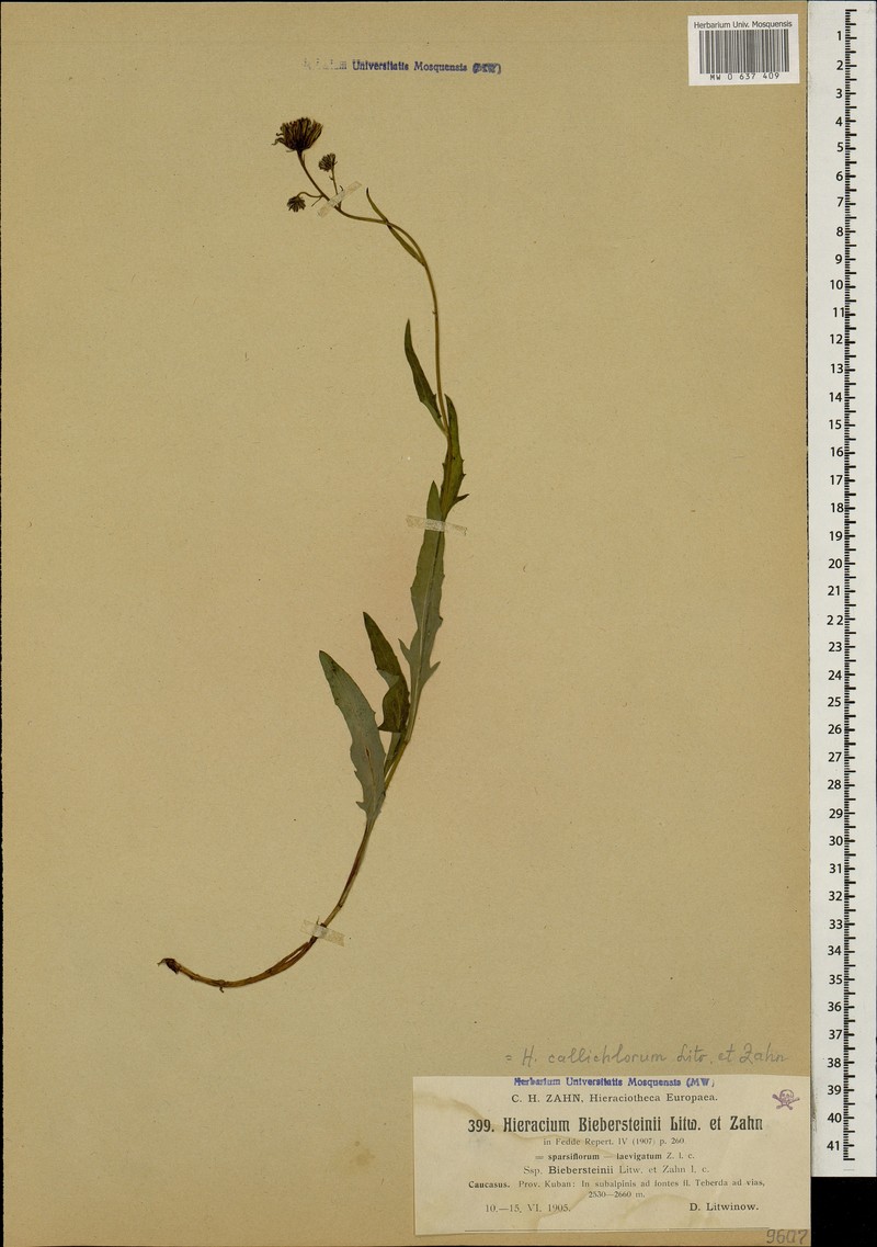 Hieracium callichlorum