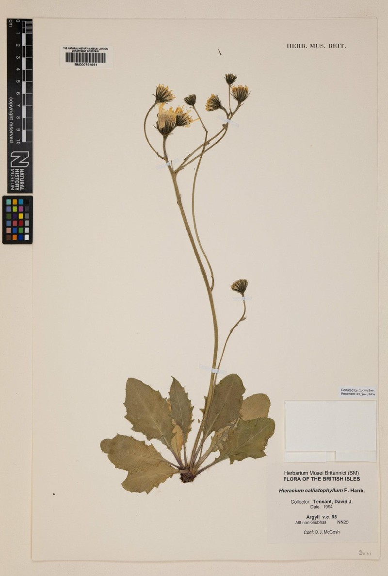 Hieracium callistophyllum