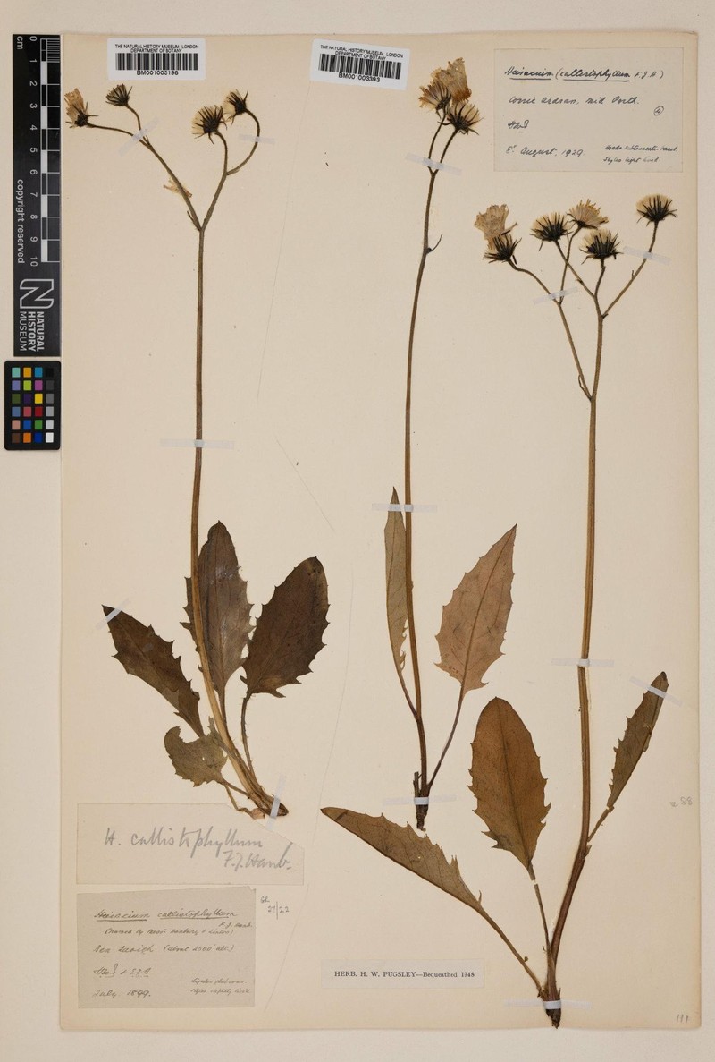 Hieracium callistophyllum photo 2