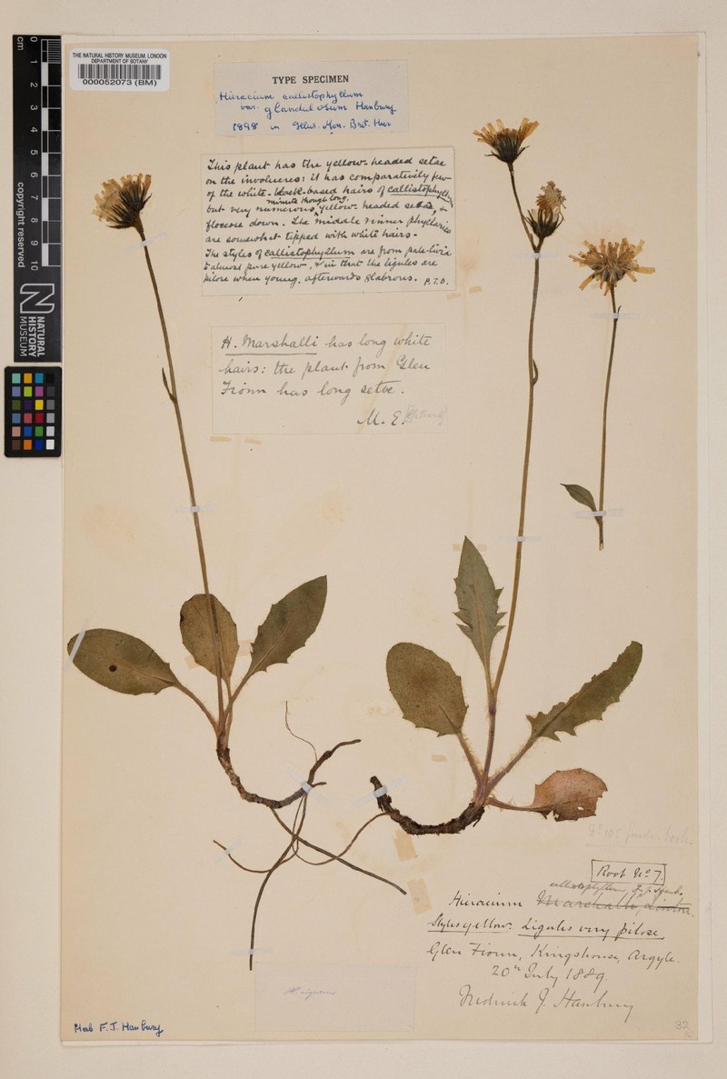 Hieracium callistophyllum photo 3