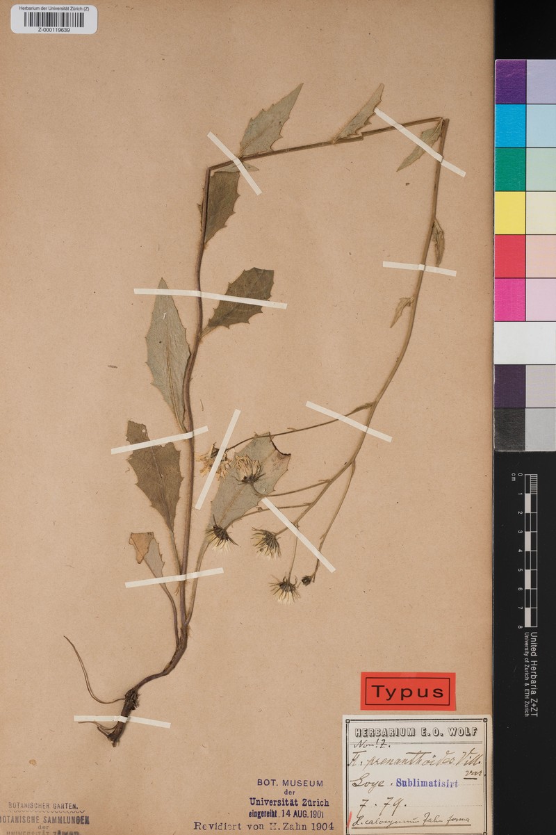 Hieracium calocymum