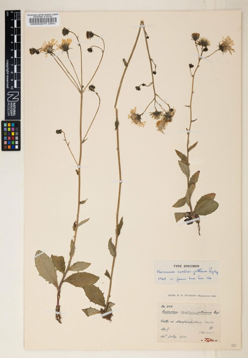 Hieracium cambricogothicum