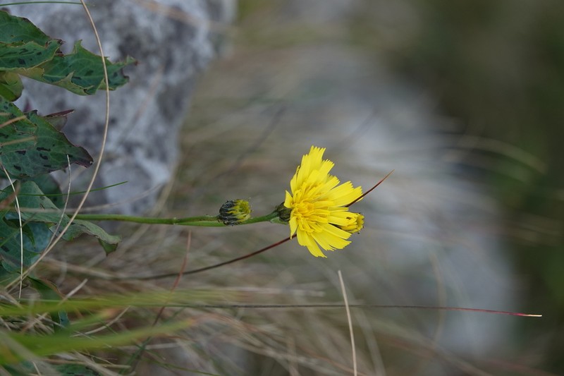 Hieracium cambricum