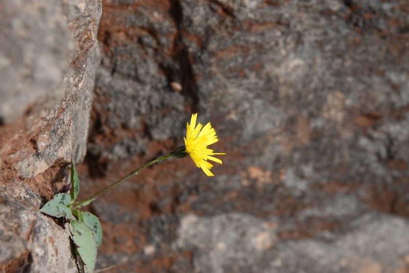 Hieracium cambricum photo 2