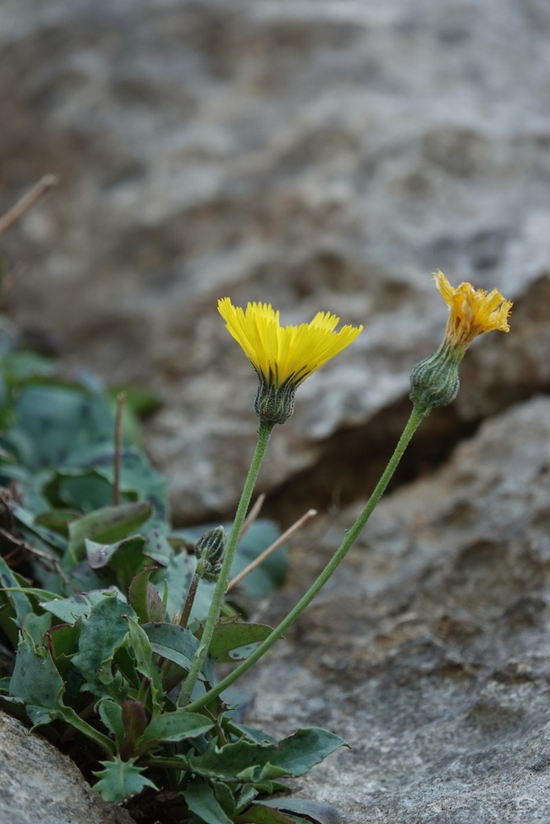 Hieracium cambricum photo 4