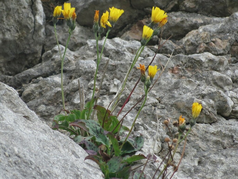 Hieracium cambricum photo 5