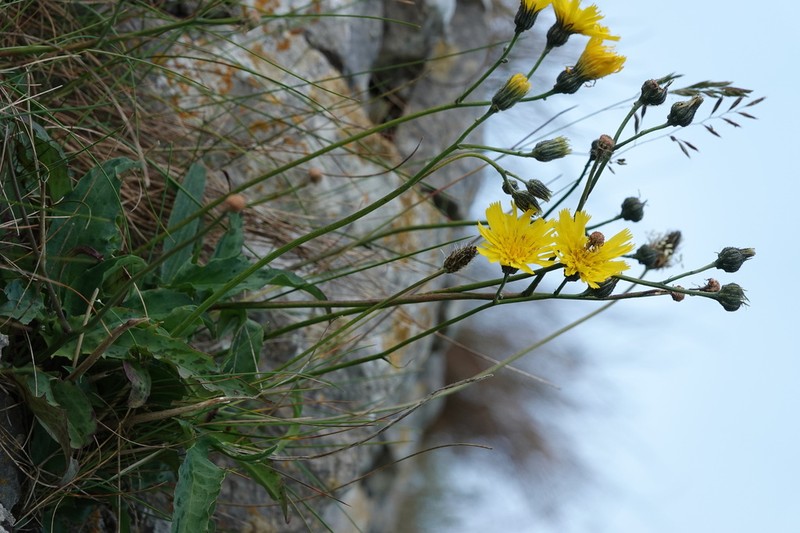 Hieracium cambricum photo 6