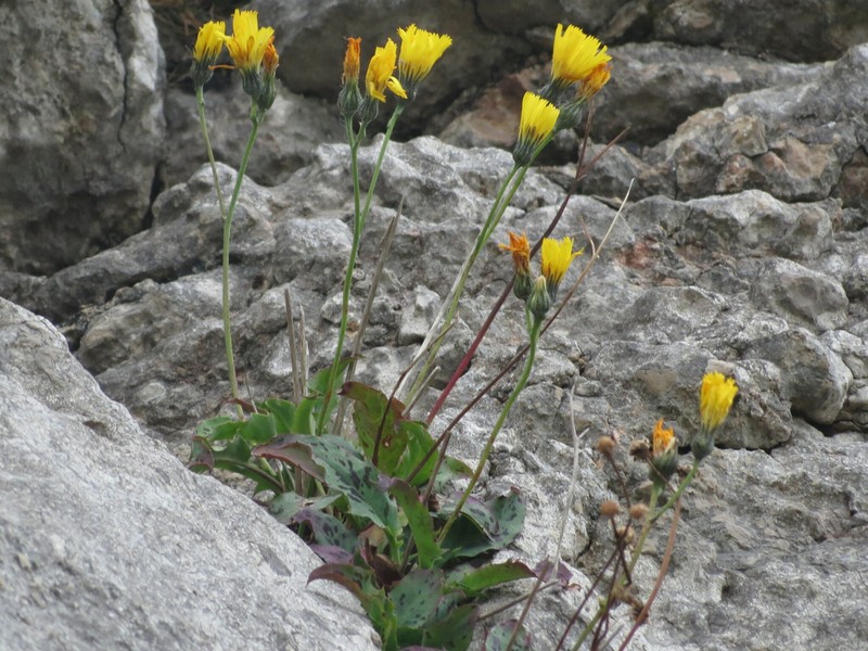 Hieracium cambricum photo 7