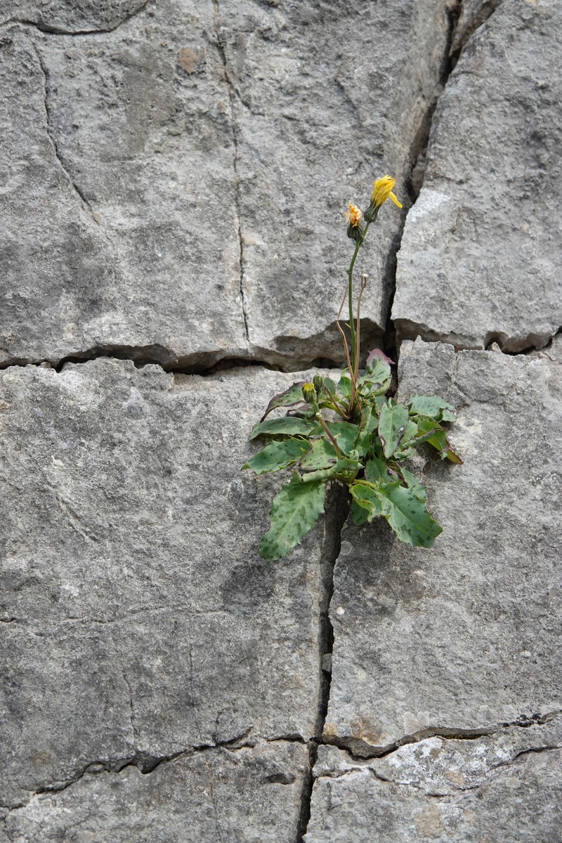 Hieracium cambricum photo 8