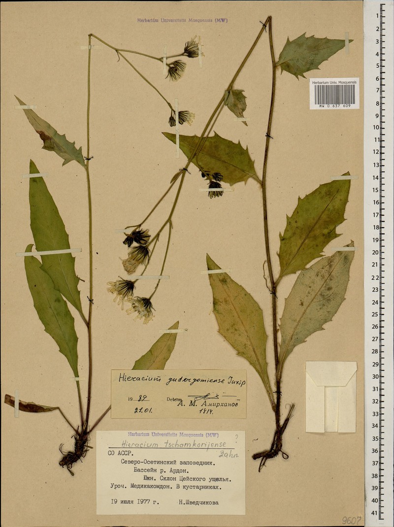 Hieracium camkorijense subsp. camkorijense