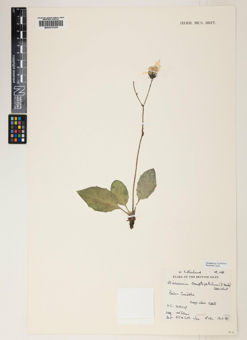 Hieracium camptopetalum
