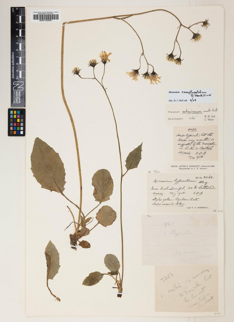 Hieracium camptopetalum photo 2