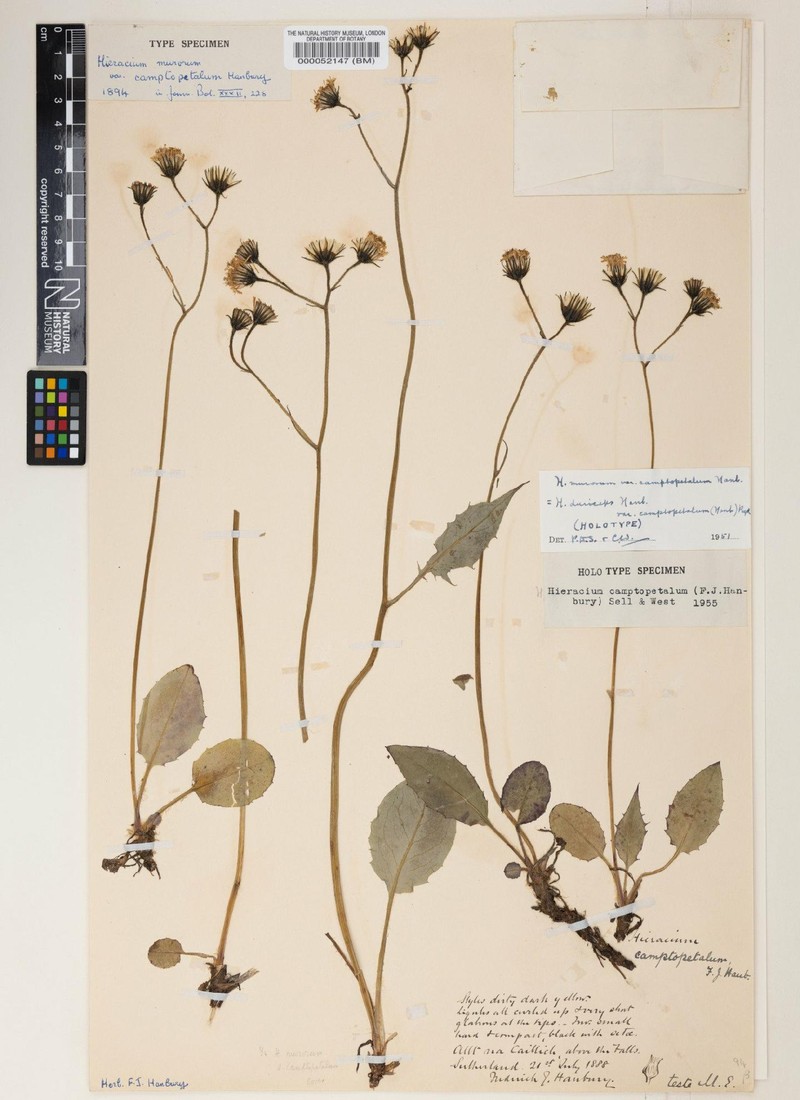 Hieracium camptopetalum photo 3