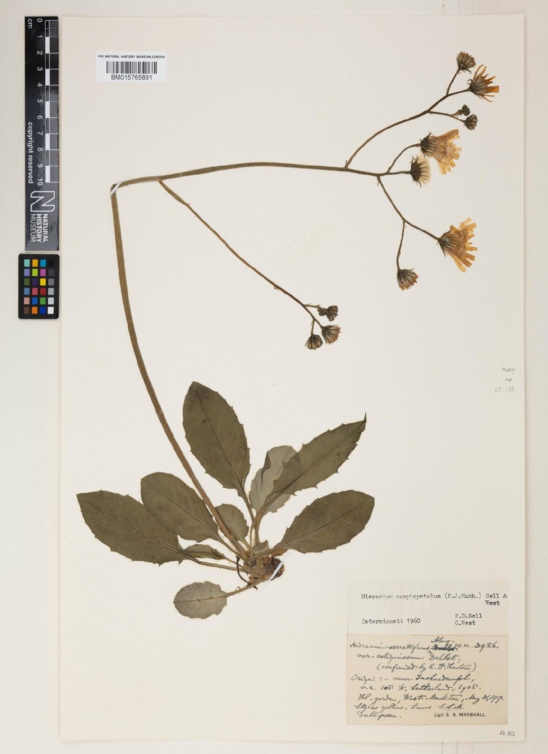 Hieracium camptopetalum photo 4