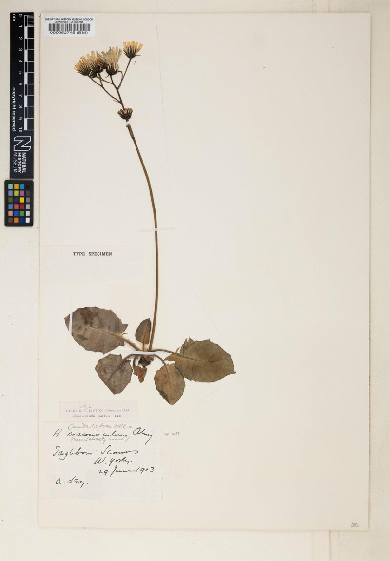 Hieracium candelabrae
