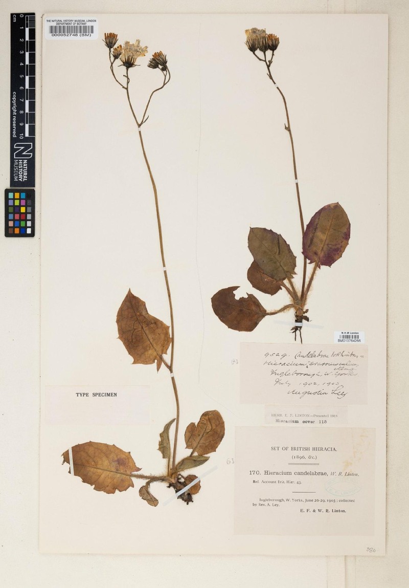 Hieracium candelabrae photo 2