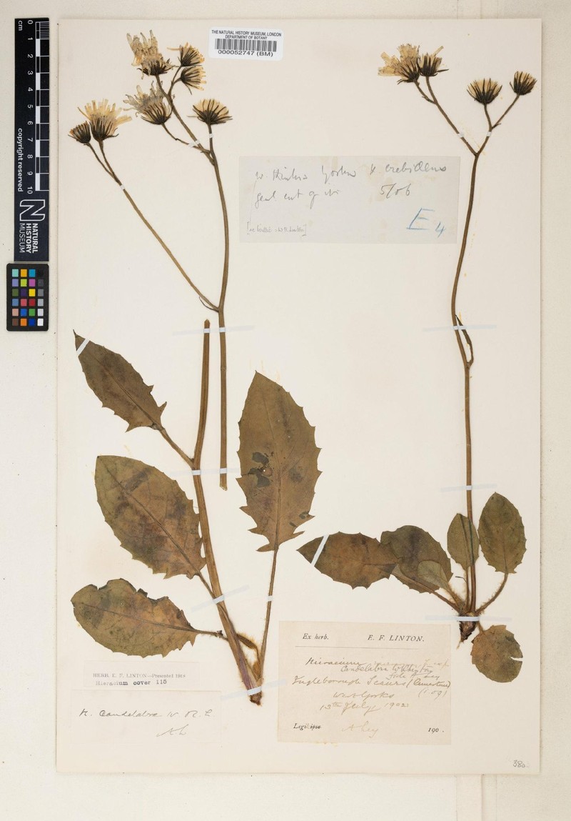 Hieracium candelabrae photo 3