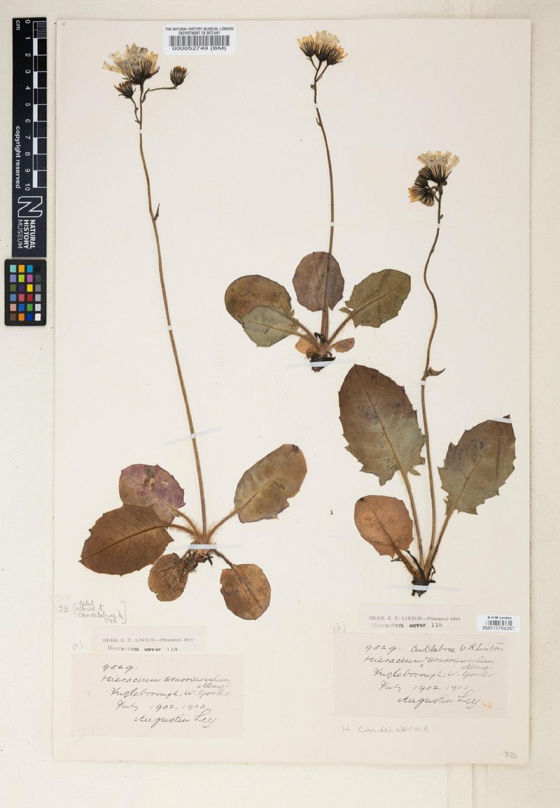 Hieracium candelabrae photo 4