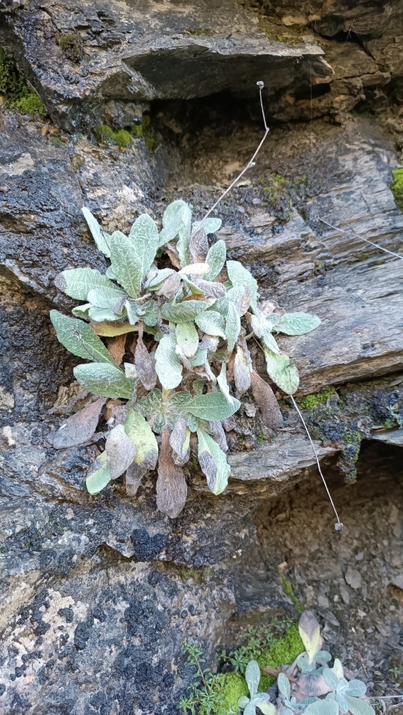 Hieracium candidum
