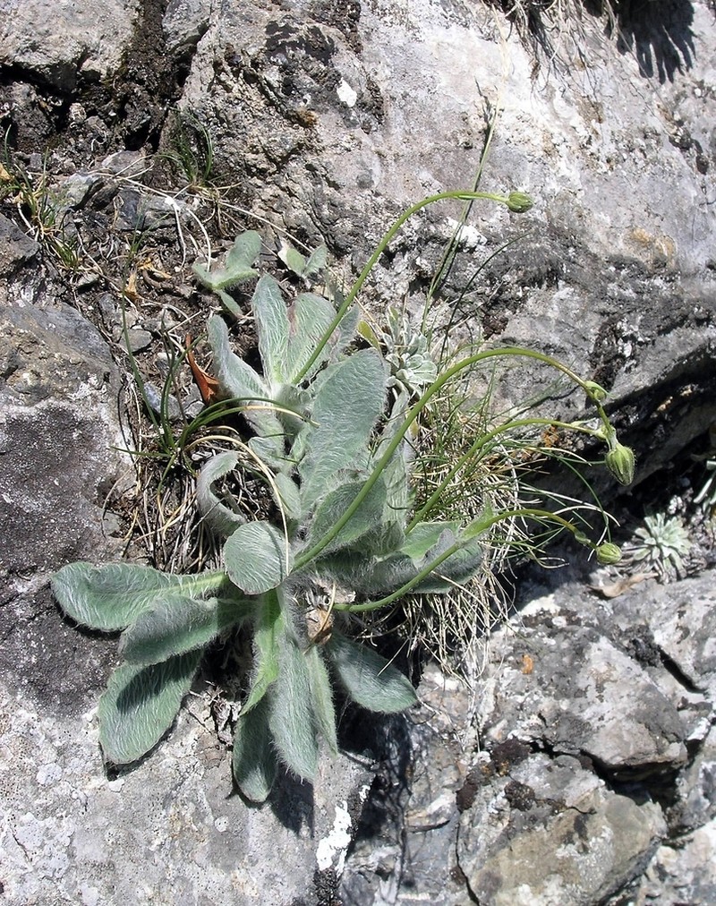 Hieracium candidum photo 2