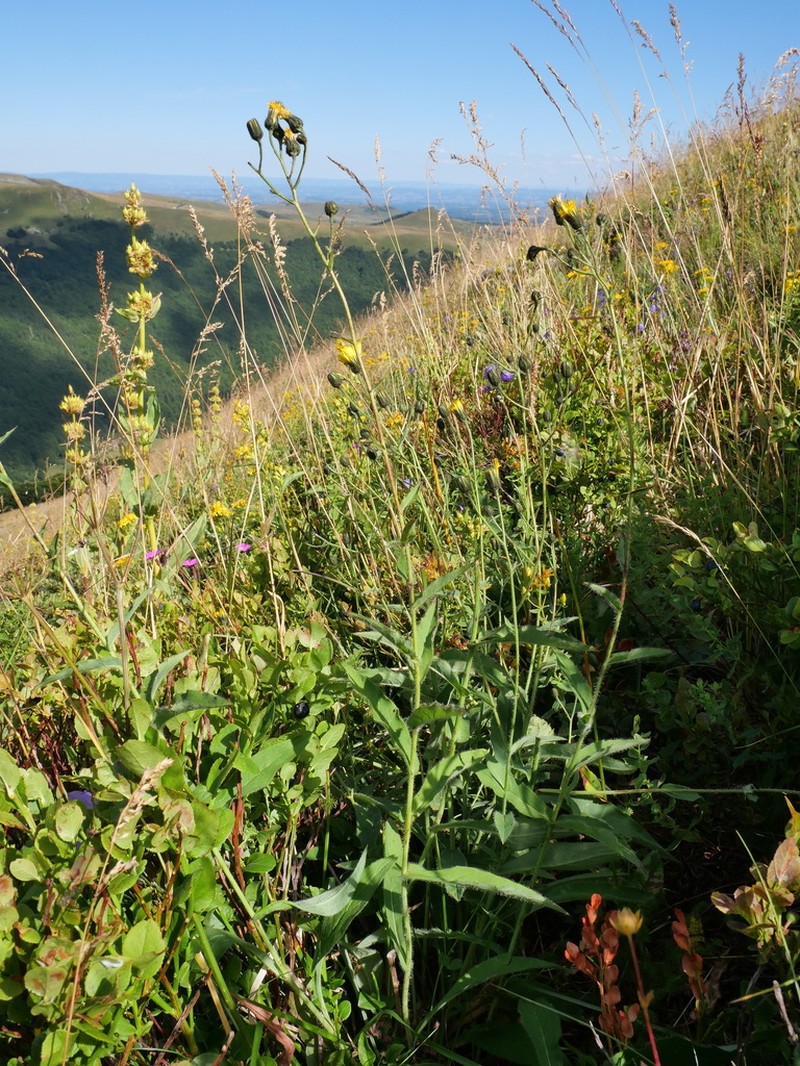 Hieracium cantalicum