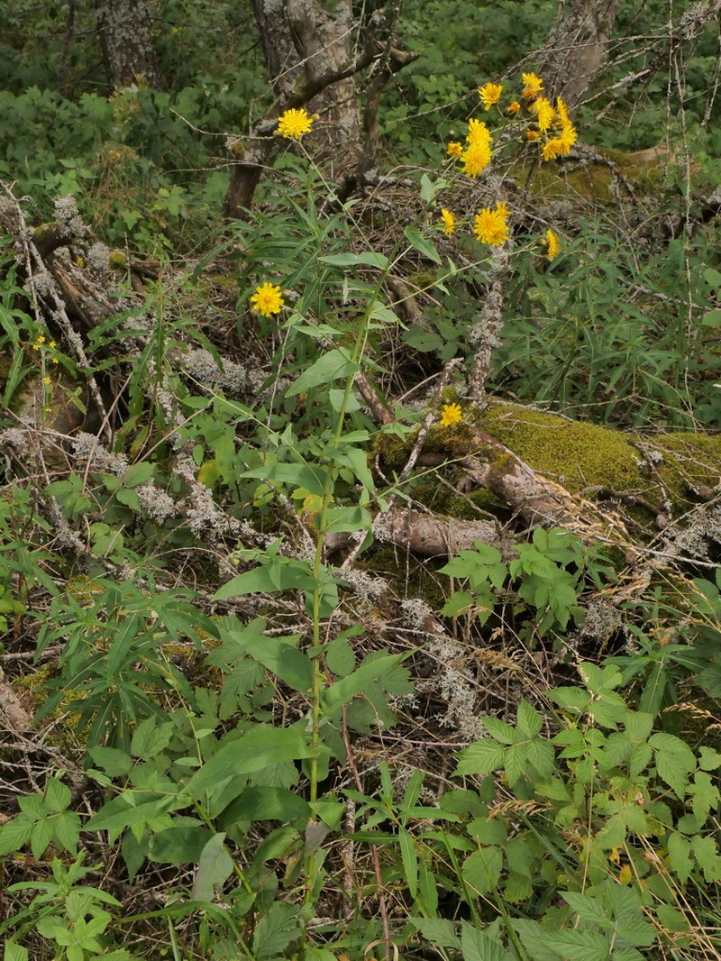 Hieracium cantalicum photo 2