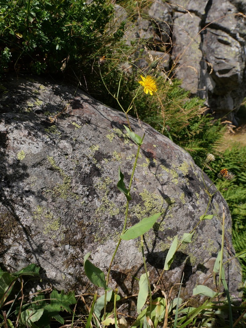 Hieracium cantalicum photo 3