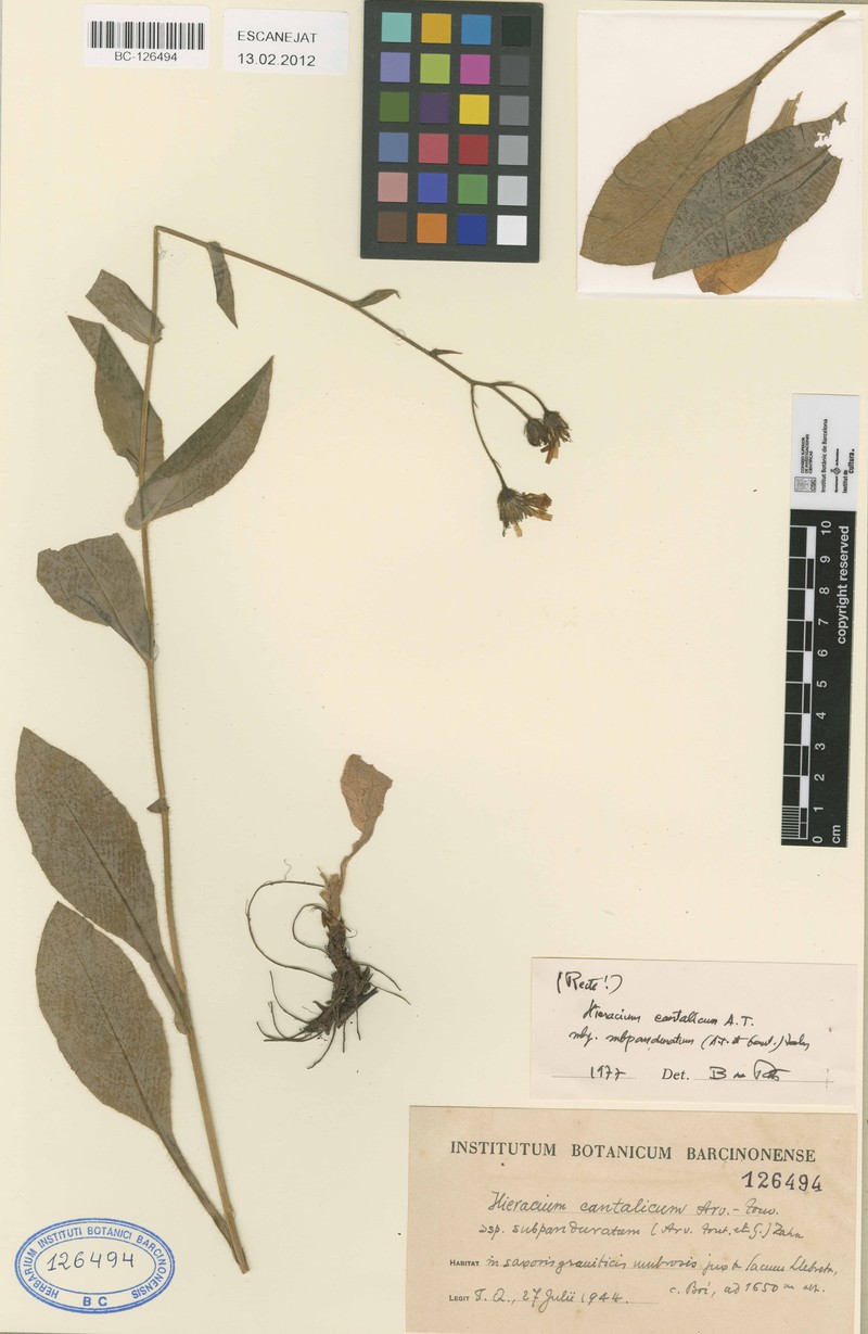Hieracium cantalicum photo 4
