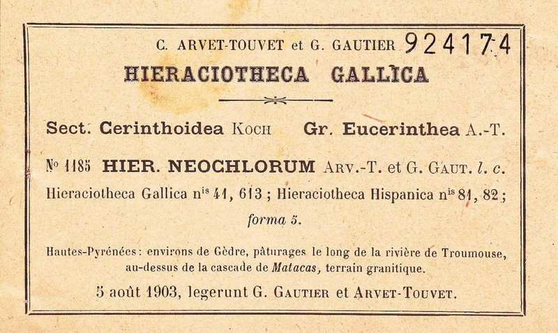 Hieracium cantalicum photo 6