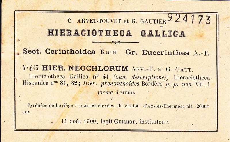 Hieracium cantalicum photo 7