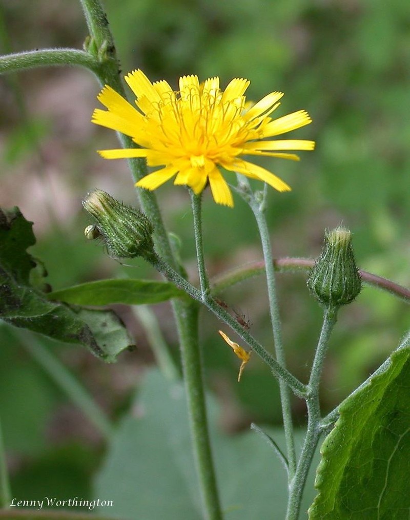 Hieracium cantianum photo 2