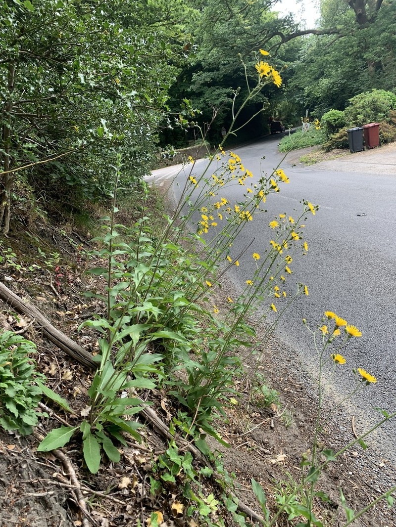 Hieracium cantianum photo 3
