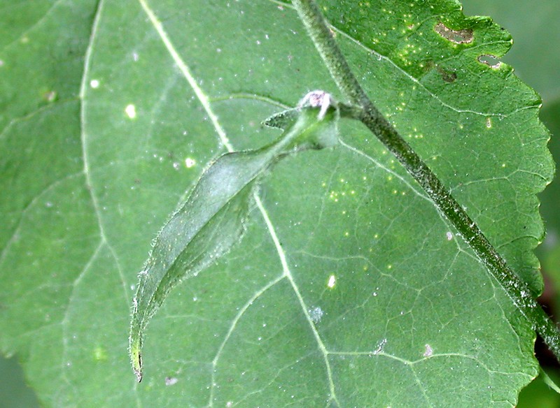 Hieracium cantianum photo 4