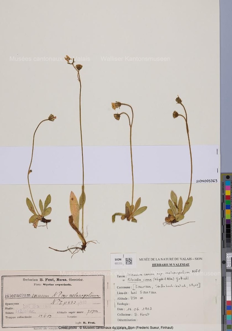 Hieracium canum