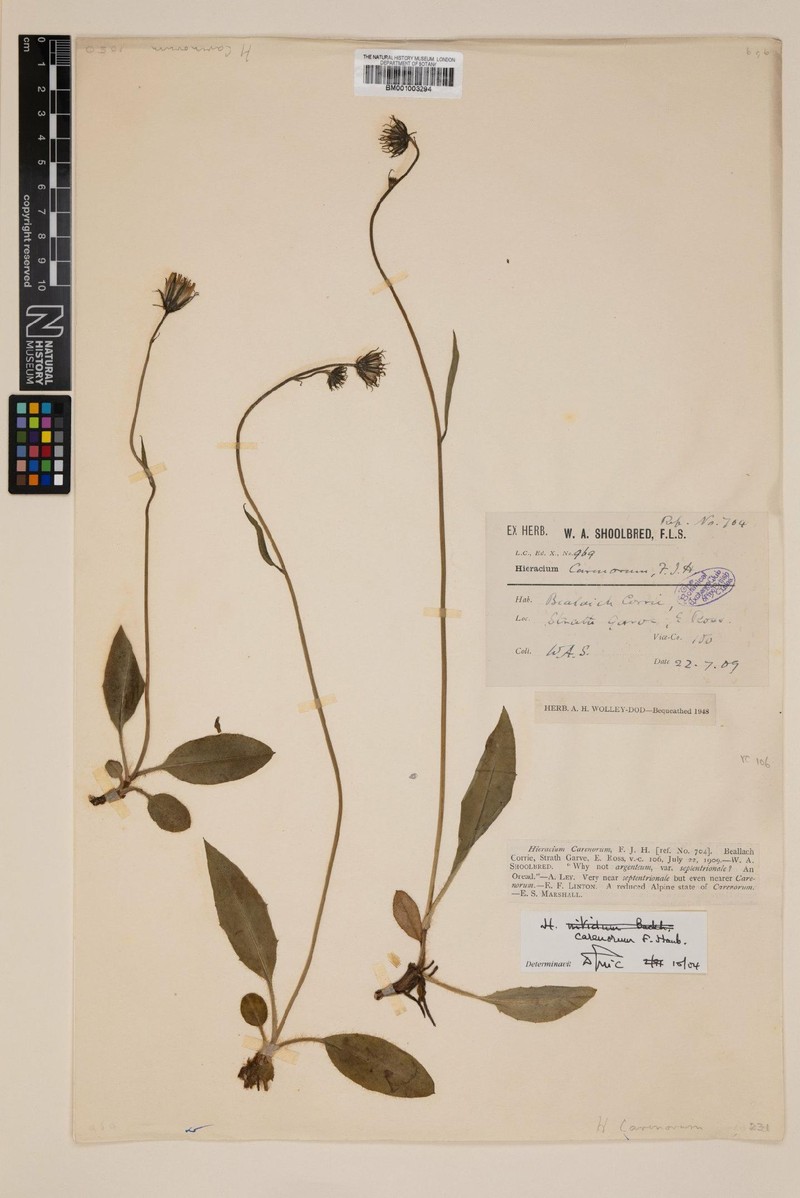 Hieracium carenorum