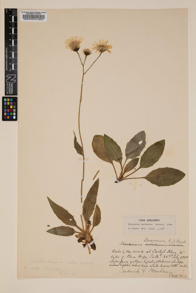Hieracium carenorum photo 2