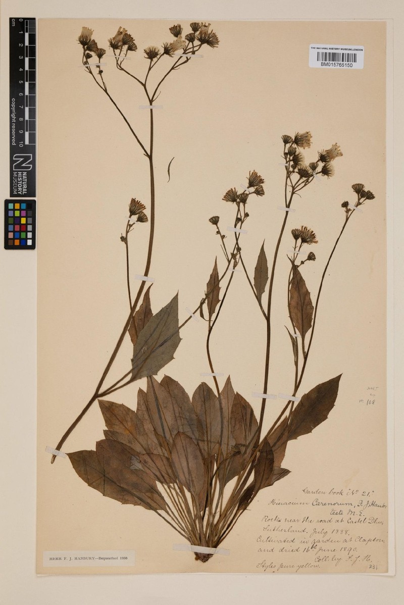 Hieracium carenorum photo 3