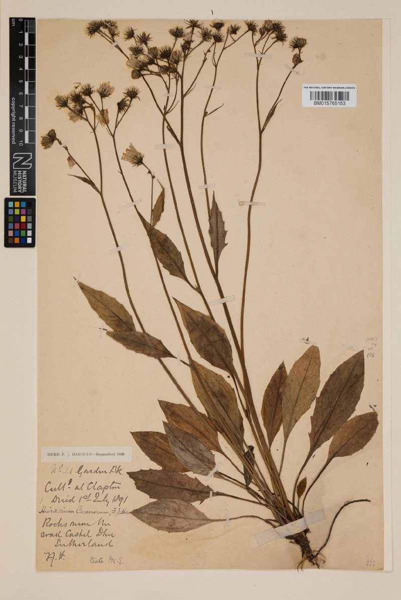 Hieracium carenorum photo 4
