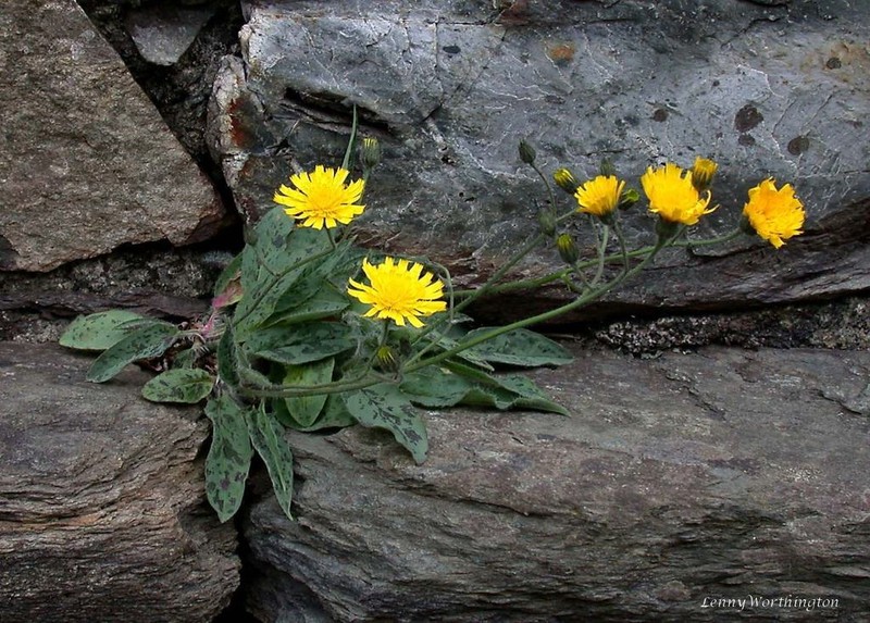 Hieracium carneddorum photo 2