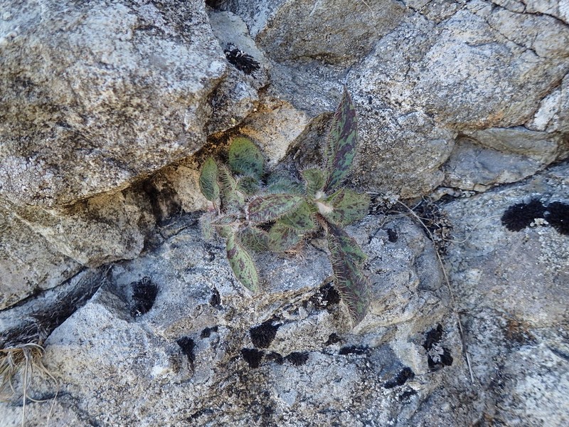 Hieracium carneddorum photo 3