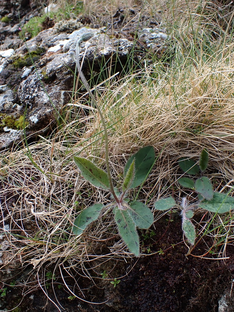 Hieracium carneddorum photo 4