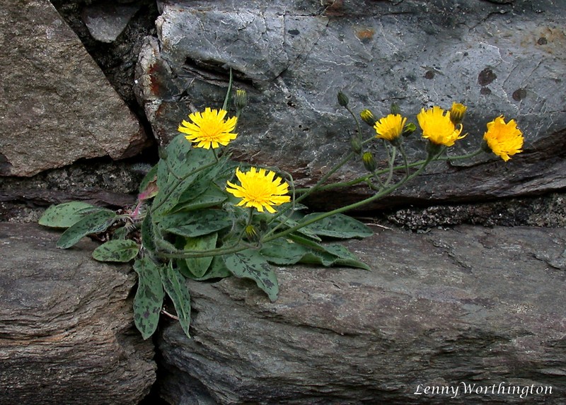 Hieracium carneddorum