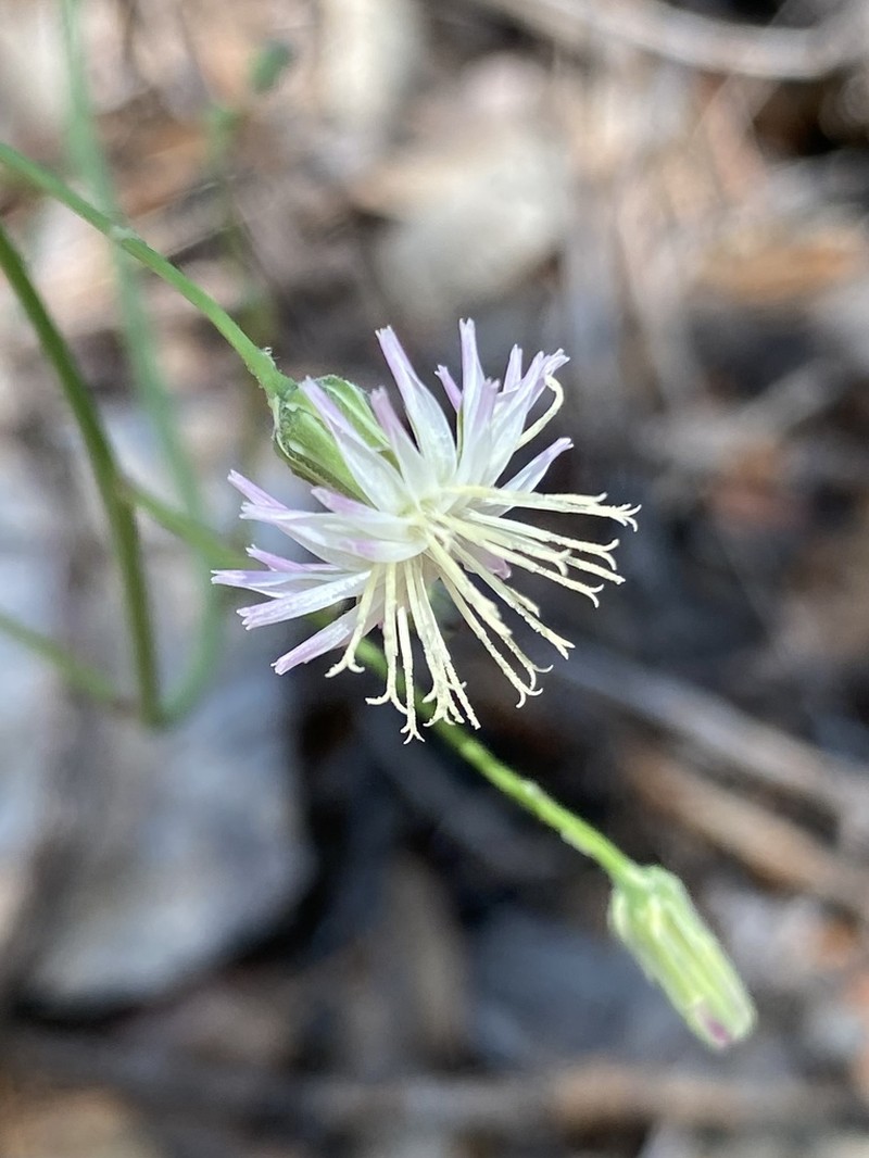 Huachuca Hawkweed