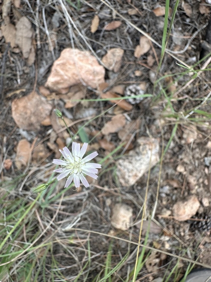 Huachuca Hawkweed photo 2