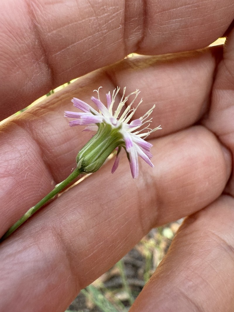 Huachuca Hawkweed photo 3