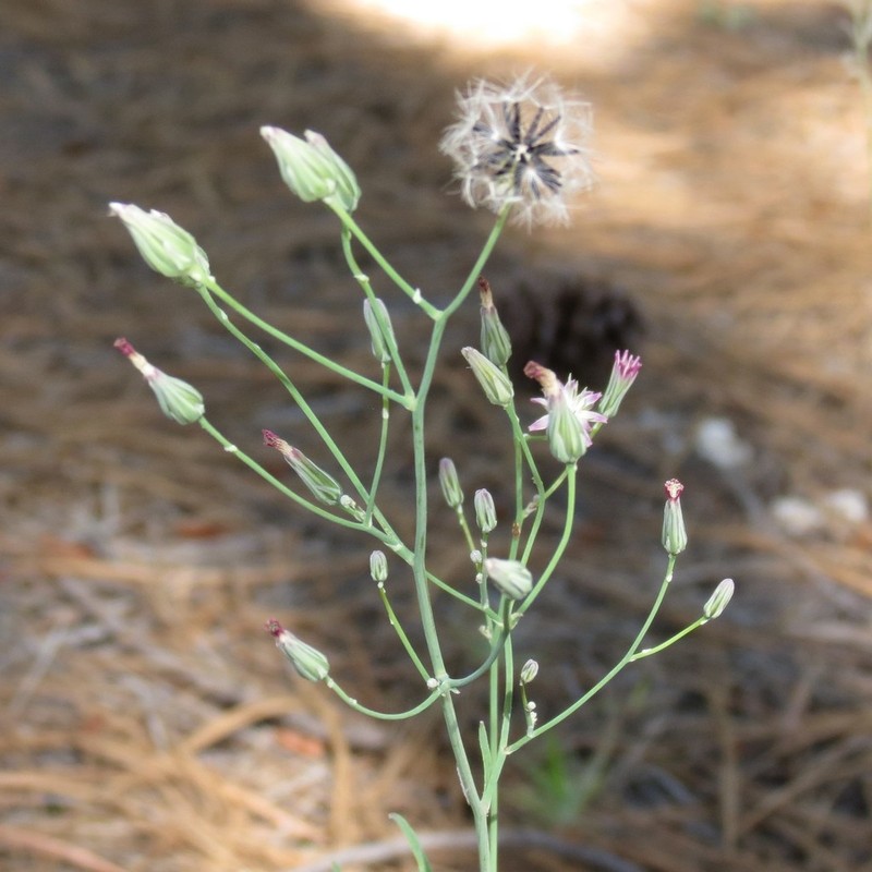 Huachuca Hawkweed photo 4