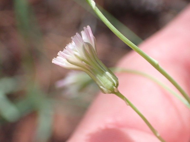 Huachuca Hawkweed photo 5