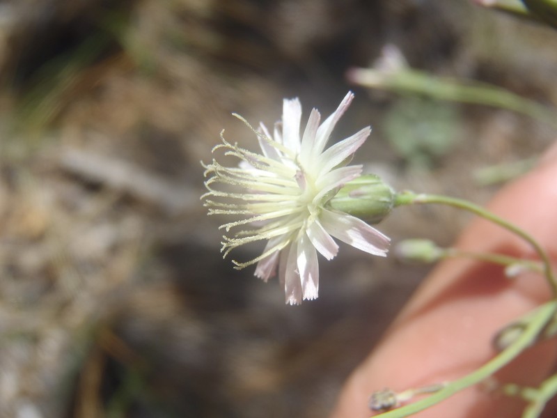 Huachuca Hawkweed photo 6