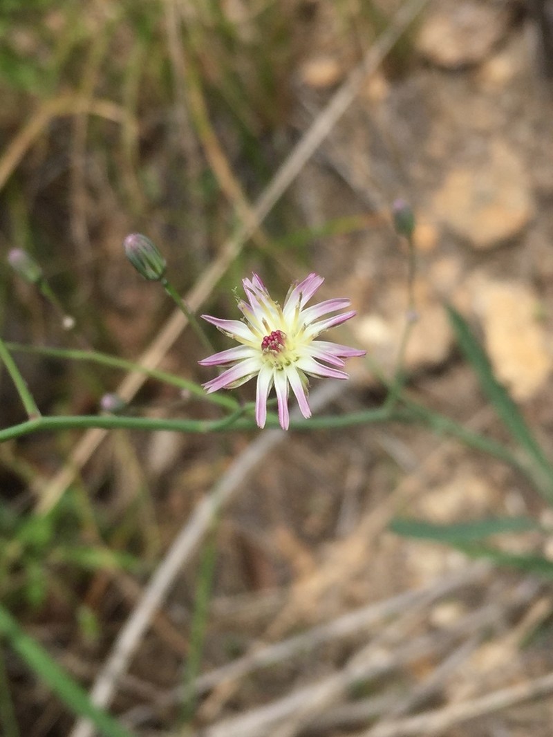 Huachuca Hawkweed photo 7