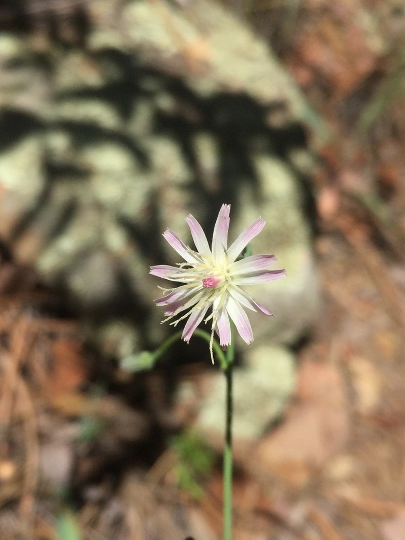 Huachuca Hawkweed photo 8